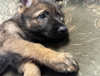 dog